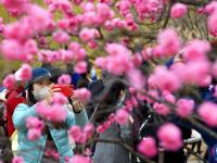 青岛：遇见“梅”好
