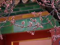 故宫春意浓
