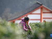 四川雅安：蒙顶山上采春茶
