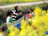 湖南资兴：油菜花田“画春天”
