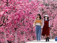云南宜良：樱花烂漫 灿若云霞
