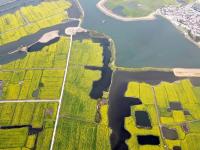 安徽芜湖：金色花海美乡村
