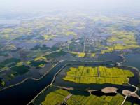 安徽芜湖：金色花海美乡村
