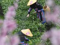 湖南常宁：茶香四溢
