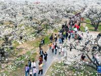 梨花开 迎客来
