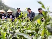湖南常宁：茶香四溢
