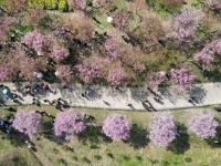 “问花村”赏花游
