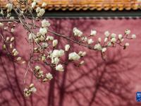 北京：玉兰花开
