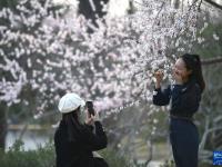 北京：山桃花盛开玉渊潭
