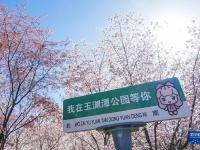 玉渊樱如雪
