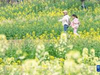 都市田园春色好
