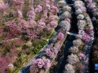 “赏花经济”助力乡村振兴
