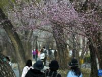 北京：山桃花盛开玉渊潭
