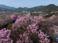 “赏花经济”助力乡村振兴
