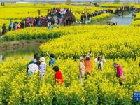 江苏兴化：千垛花海画中游
