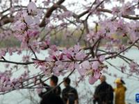 北京：山桃花盛开玉渊潭

