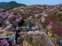 “赏花经济”助力乡村振兴
