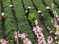 湖南常宁：茶香四溢
