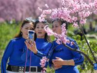 “问花村”赏花游
