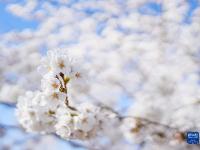 玉渊樱如雪
