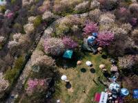 “赏花经济”助力乡村振兴
