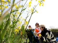 湖南资兴：油菜花田“画春天”
