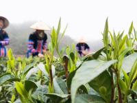 湖南常宁：茶香四溢
