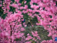 云南曲靖：樱花烂漫
