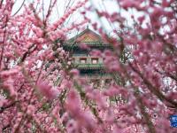 春花映古城
