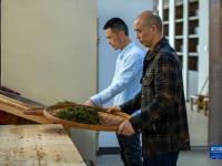 福建武夷山：制作传统龙须茶
