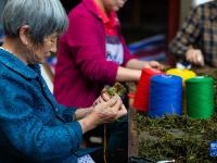 福建武夷山：制作传统龙须茶
