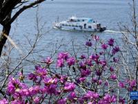 花开镜泊湖
