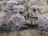 花开镜泊湖

