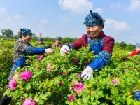 暮春时节农事忙
