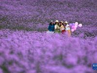 初夏赏花

