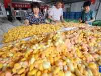 浙江德清：蚕茧丰收助增收
