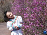 内蒙古鄂伦春：杜鹃花开
