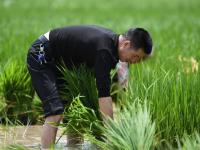 四川达川：初夏田园好风光
