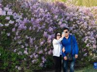哈尔滨：丁香花开
