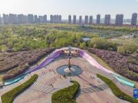 哈尔滨：丁香花开
