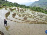 福建尤溪：联合梯田重焕生机
