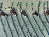 山东荣成：海带采收加工忙
