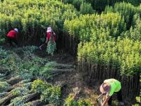湖南常宁：特色艾草产业助增收
