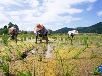 贵州岑巩：杂交水稻制种基地移栽忙
