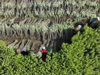 湖南常宁：特色艾草产业助增收

