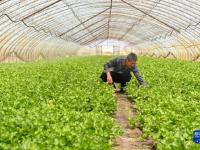 长春：特色种植拓宽致富路
