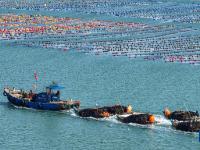 山东荣成：海带采收加工忙
