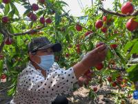 长春：特色种植拓宽致富路
