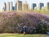 哈尔滨：丁香花开
