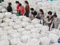 浙江德清：蚕茧丰收助增收
